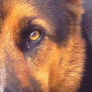 Meet your Posher, Annie